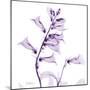 Fox glove-Albert Koetsier-Mounted Art Print