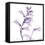 Fox glove-Albert Koetsier-Framed Stretched Canvas