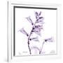 Fox glove-Albert Koetsier-Framed Art Print