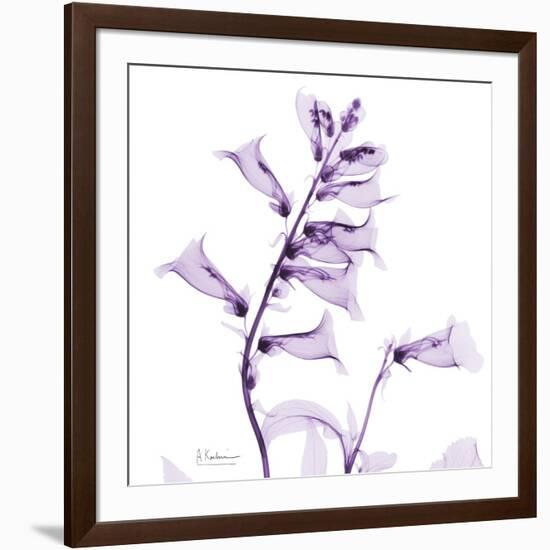 Fox glove-Albert Koetsier-Framed Art Print