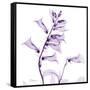 Fox glove-Albert Koetsier-Framed Stretched Canvas