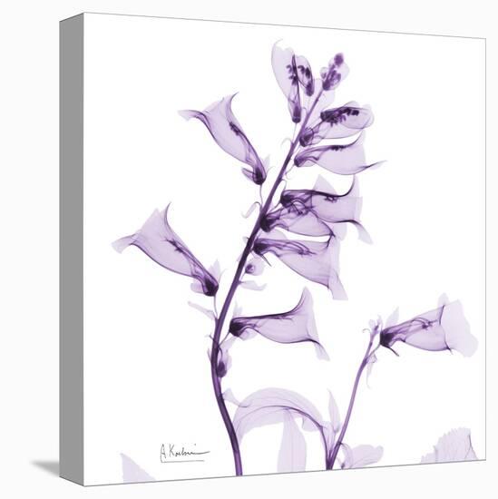 Fox glove-Albert Koetsier-Stretched Canvas