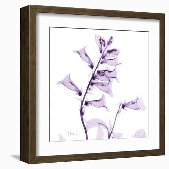 Fox glove-Albert Koetsier-Framed Art Print