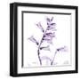 Fox glove-Albert Koetsier-Framed Art Print