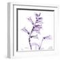 Fox glove-Albert Koetsier-Framed Art Print