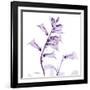 Fox glove-Albert Koetsier-Framed Art Print