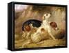 Fox Hounds, Fox Gone To Earth, 1844-Thomas Woodward-Framed Stretched Canvas