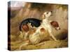 Fox Hounds, Fox Gone To Earth, 1844-Thomas Woodward-Stretched Canvas