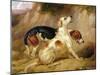 Fox Hounds, Fox Gone To Earth, 1844-Thomas Woodward-Mounted Giclee Print