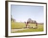 Fox Hunt-null-Framed Photographic Print