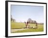 Fox Hunt-null-Framed Photographic Print