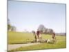 Fox Hunt-null-Mounted Photographic Print