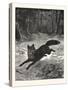 Fox-Hunting: Breaking Cover., Fox, Hunt, Hunting, 1876, UK-null-Stretched Canvas