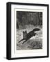 Fox-Hunting: Breaking Cover., Fox, Hunt, Hunting, 1876, UK-null-Framed Giclee Print