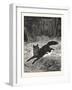 Fox-Hunting: Breaking Cover., Fox, Hunt, Hunting, 1876, UK-null-Framed Giclee Print