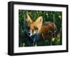 Fox in Alaska Spring Flowers-Charles Glover-Framed Giclee Print
