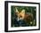 Fox in Alaska Spring Flowers-Charles Glover-Framed Giclee Print