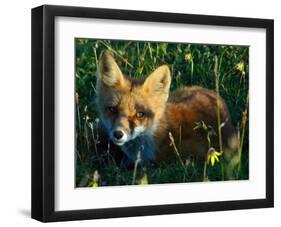 Fox in Alaska Spring Flowers-Charles Glover-Framed Giclee Print