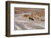 Fox in Bolivia-tkv-Framed Photographic Print