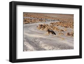 Fox in Bolivia-tkv-Framed Photographic Print