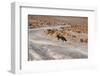 Fox in Bolivia-tkv-Framed Photographic Print