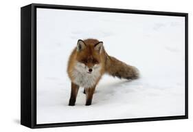 Fox in Snow-natburr-Framed Stretched Canvas