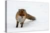 Fox in Snow-natburr-Stretched Canvas