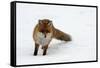 Fox in Snow-natburr-Framed Stretched Canvas
