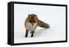 Fox in Snow-natburr-Framed Stretched Canvas