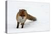 Fox in Snow-natburr-Stretched Canvas