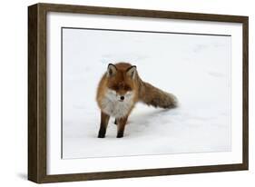 Fox in Snow-natburr-Framed Photographic Print