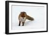 Fox in Snow-natburr-Framed Photographic Print