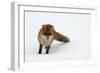 Fox in Snow-natburr-Framed Photographic Print