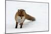 Fox in Snow-natburr-Mounted Photographic Print