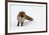 Fox in Snow-natburr-Framed Photographic Print