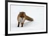 Fox in Snow-natburr-Framed Photographic Print