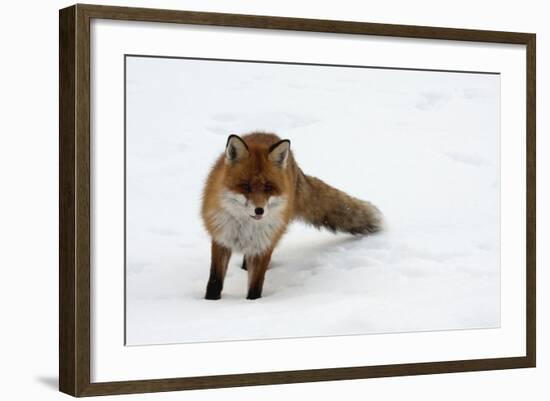 Fox in Snow-natburr-Framed Photographic Print