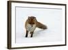 Fox in Snow-natburr-Framed Photographic Print