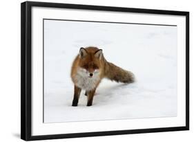 Fox in Snow-natburr-Framed Photographic Print