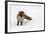 Fox in Snow-natburr-Framed Photographic Print