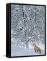 Fox in Snow-Harro Maass-Framed Stretched Canvas