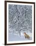 Fox in Snow-Harro Maass-Framed Giclee Print