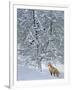 Fox in Snow-Harro Maass-Framed Giclee Print