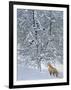 Fox in Snow-Harro Maass-Framed Giclee Print