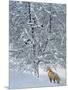 Fox in Snow-Harro Maass-Mounted Giclee Print