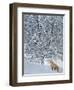 Fox in Snow-Harro Maass-Framed Giclee Print