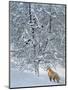 Fox in Snow-Harro Maass-Mounted Giclee Print