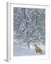 Fox in Snow-Harro Maass-Framed Giclee Print