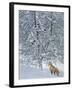 Fox in Snow-Harro Maass-Framed Giclee Print