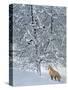 Fox in Snow-Harro Maass-Stretched Canvas
